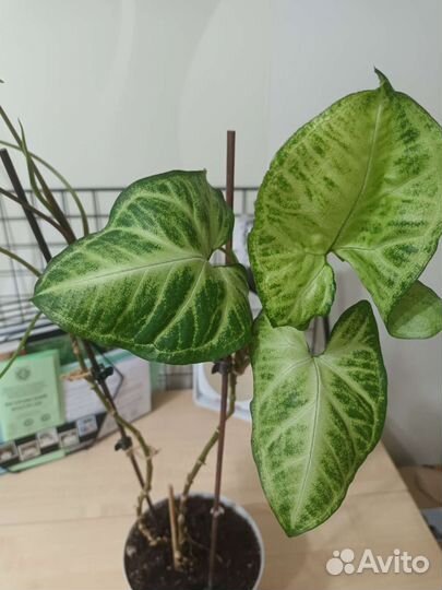 Цветок комнатный