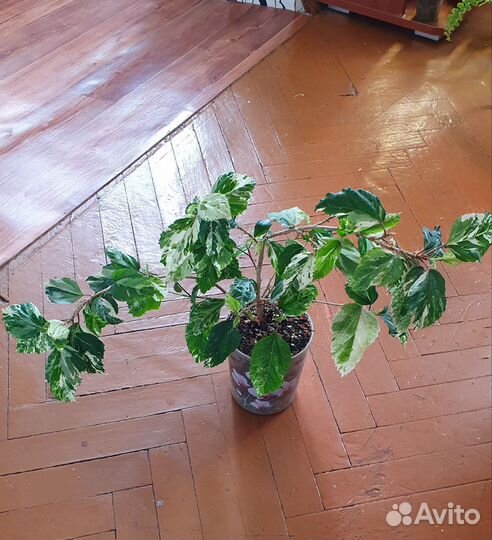 Аглаонемы и другие растения