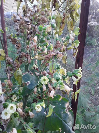 Семена табака