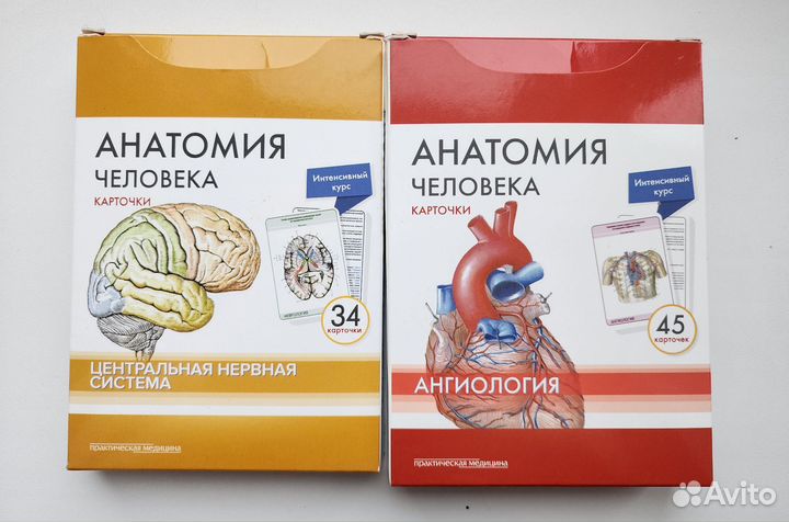 Карточки по анатомии