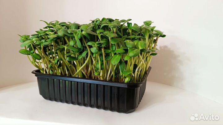 Микрозелень