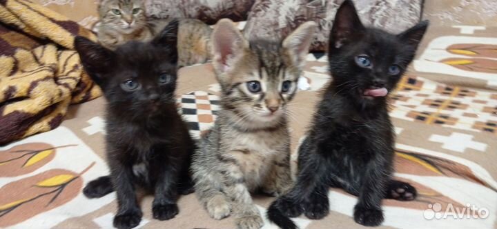 Котята