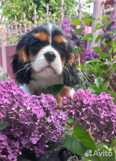 Кавалер Кинг Чарльз Спаниель