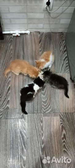 Котята в добрые руки