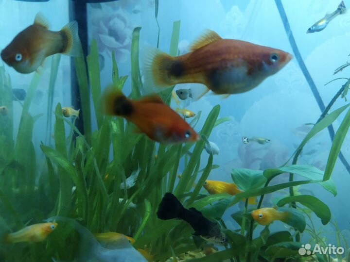 Меченосец лещевидный, молинезии золотые