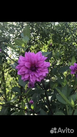 Георгины корни