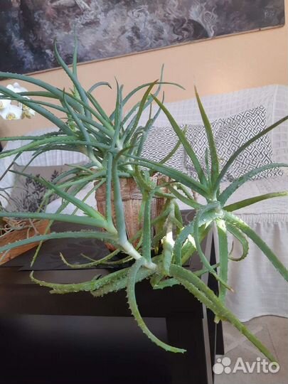 Алоэ вера лечебный