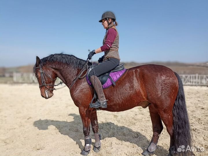 Продам лошадь