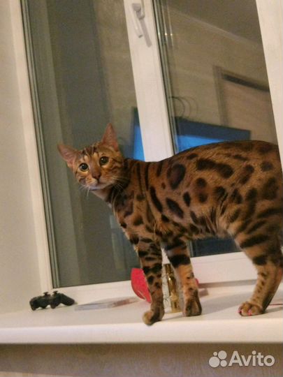 Чистокровный Бенгал, вязка