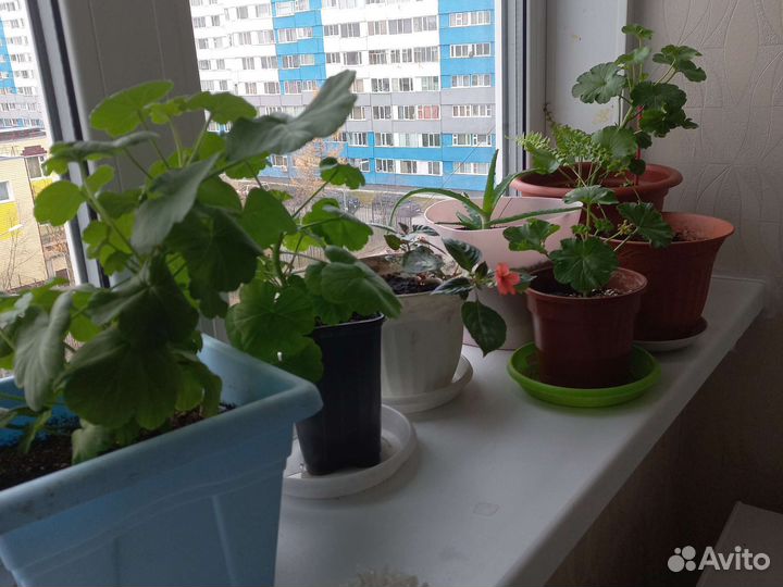 Алоэ, бальзамин, герань, папоротник, амарилис