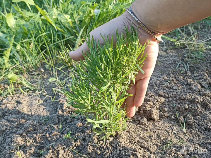 Лаванда куст