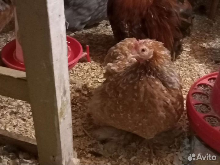 Яйцо Карликового Кохинхина, цыплята