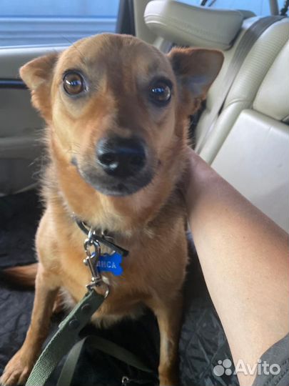 Собачка в поиске дома