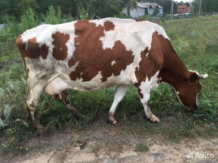 Корова высокоудойная 25 литров