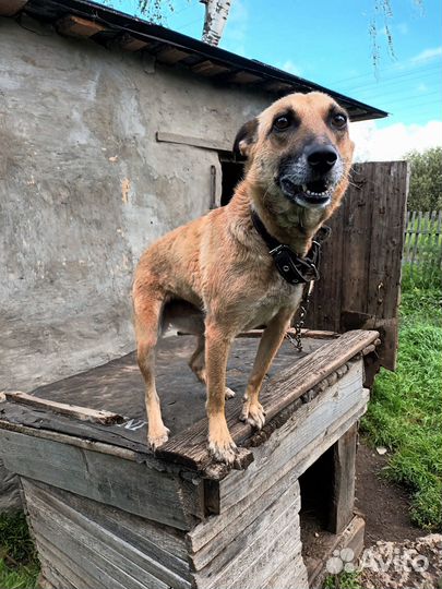 Отдам в хорошие руки собаку