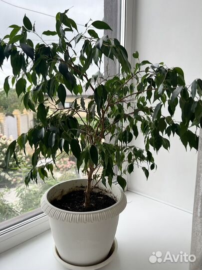 Фикус бенджамина