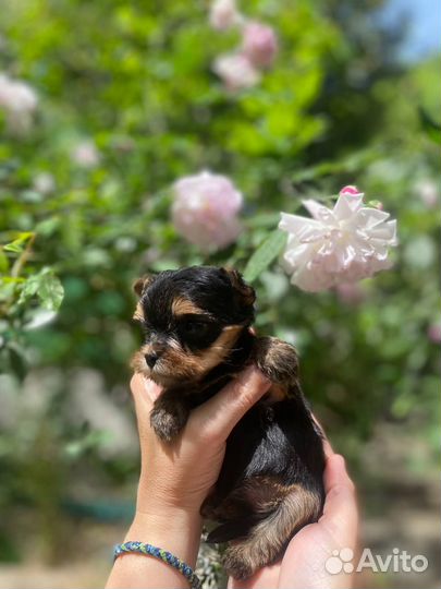 Йоркширский терьер