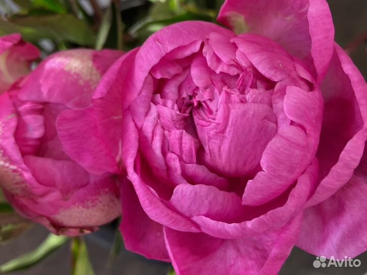 Цветы пионы и букеты с доставкой