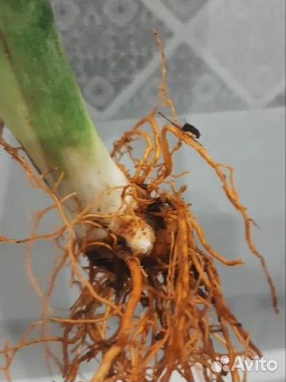 Сансевиерия сортовая