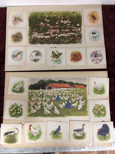 Зоологическое лото СССР 1968г