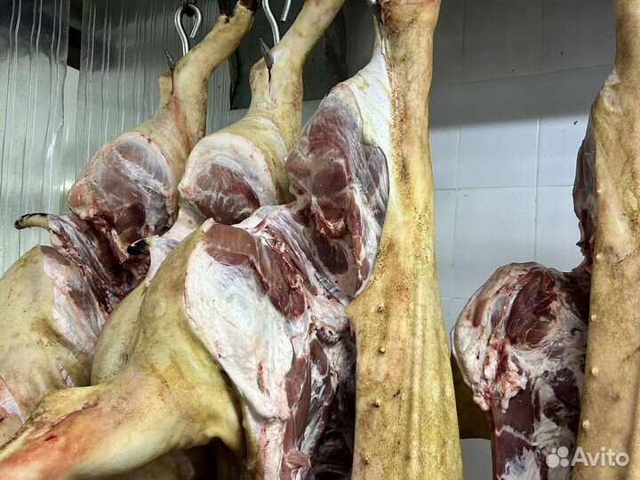 Мясо свинина полутуши