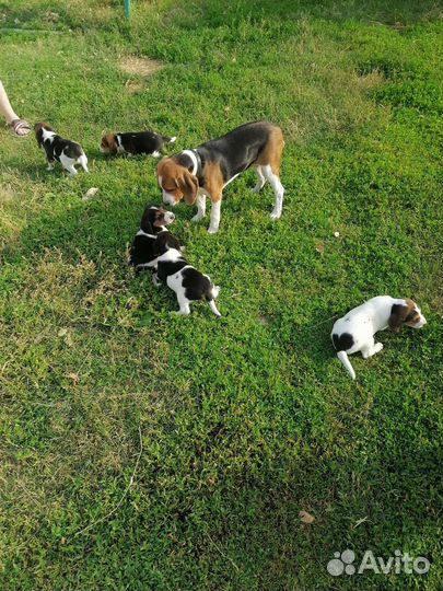 Щенки от эстонской гончей