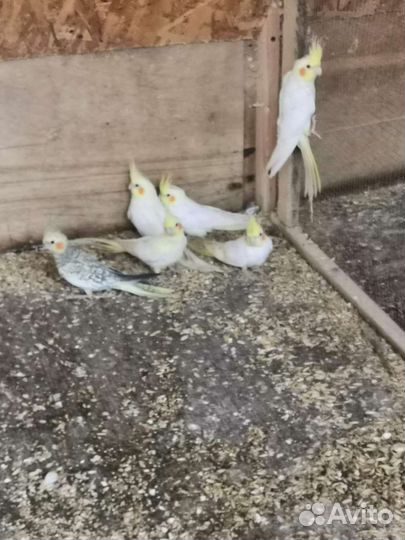 Попугай корелла