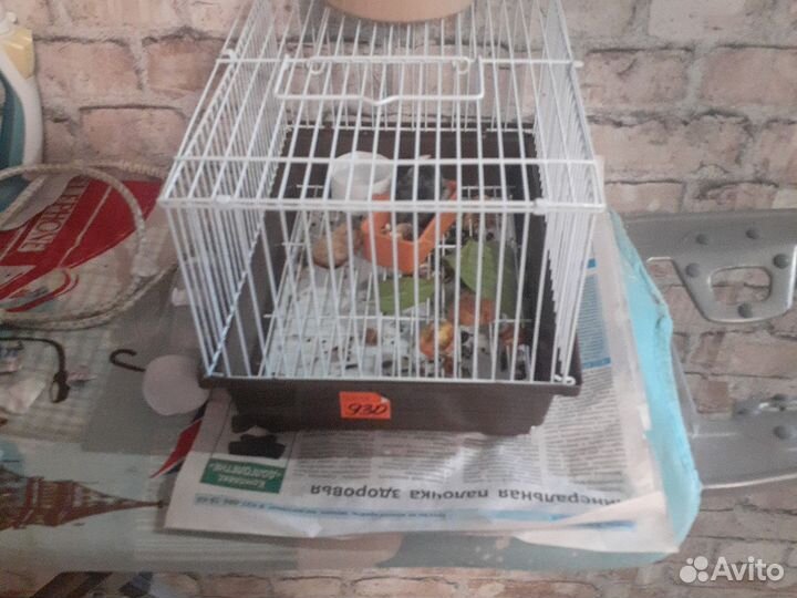 Джунгарский хомяк