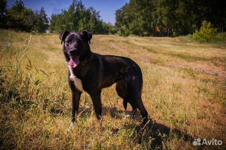 Спасите Еву из приюта