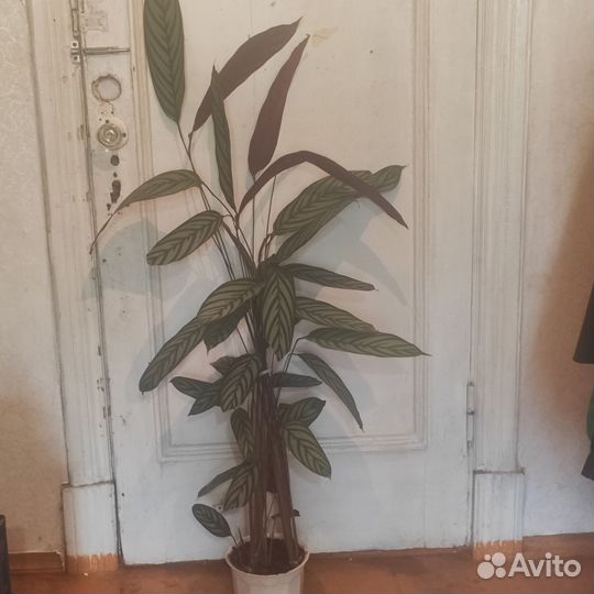 Диффенбахия