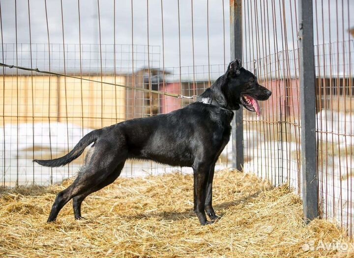 Собака в добрые руки отдам бесплатно