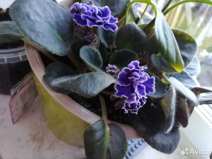 Фиалки продажа