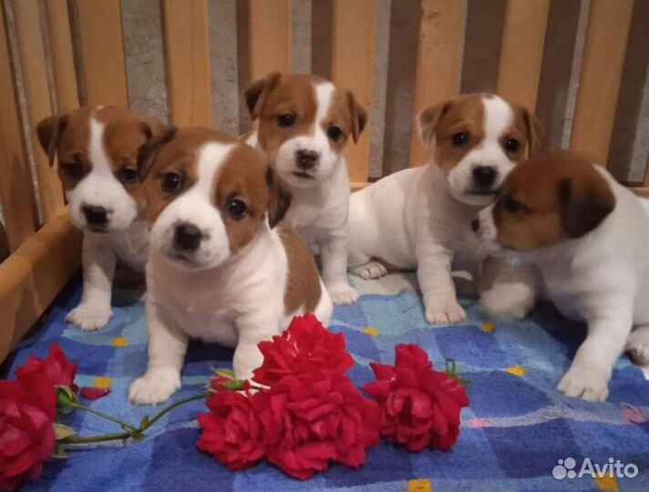 Щенки джек Рассел терьер гладкошерстный