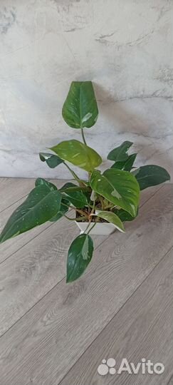 Филодендрон white wizard