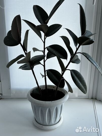 Фикус 3 штуки в одном горшке