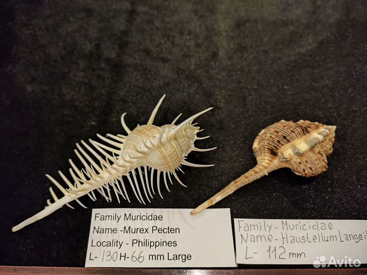 Морская раковина