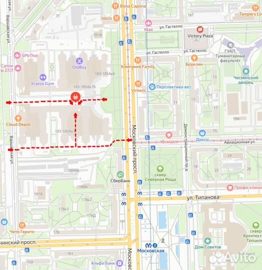 Неприхотливая Пальма Нолина Рекурвата 12/35