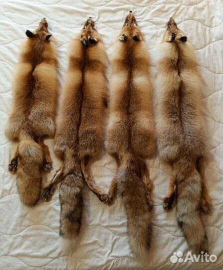 Шкура рыжей лисы