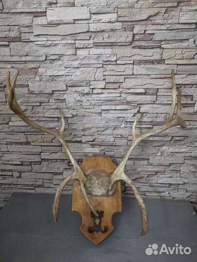 Продам рога оленя