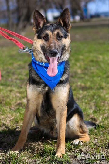 Овчаристый мальчик в добрые руки