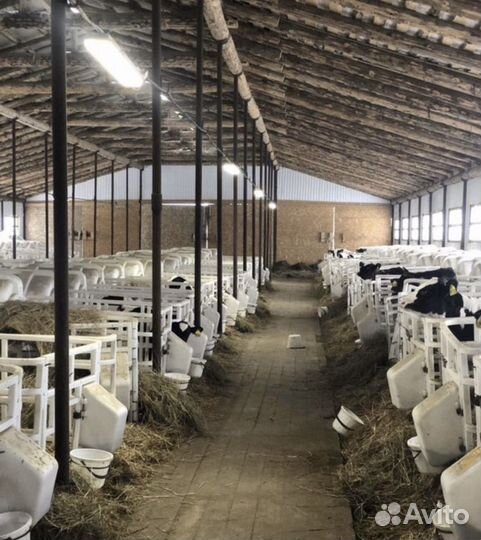 Бычки, Телята