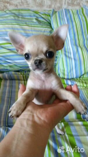Чихуахуа мини