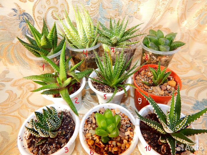 Растения суккуленты