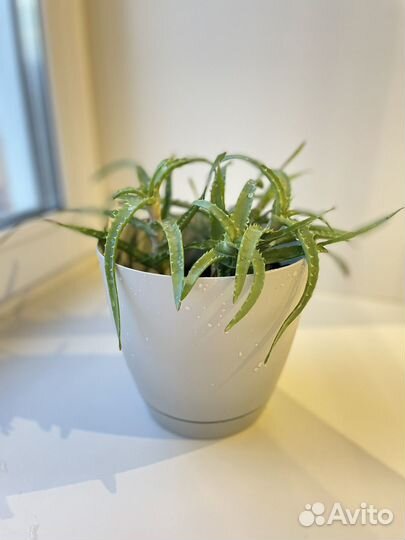 Алоэ вера лечебный, aloe