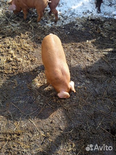 Племенные поросята дюрок