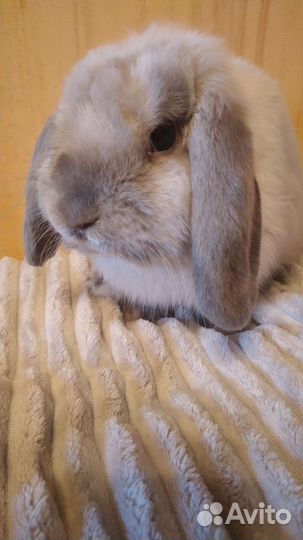 Карликовый минилоп