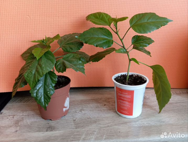 Гибискус китайская роза