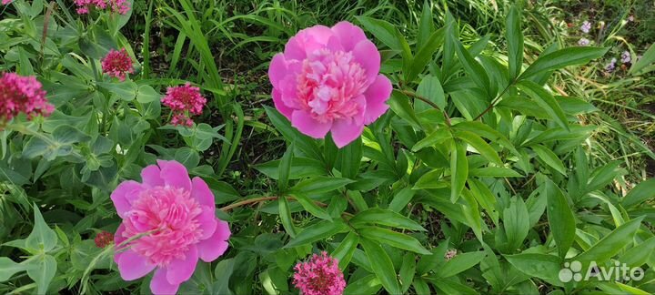 Пион травянистый многолетний