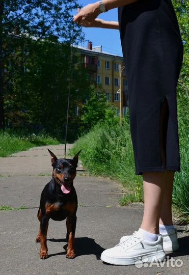 Щенки цвергпинчера