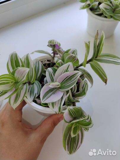 Традесканции